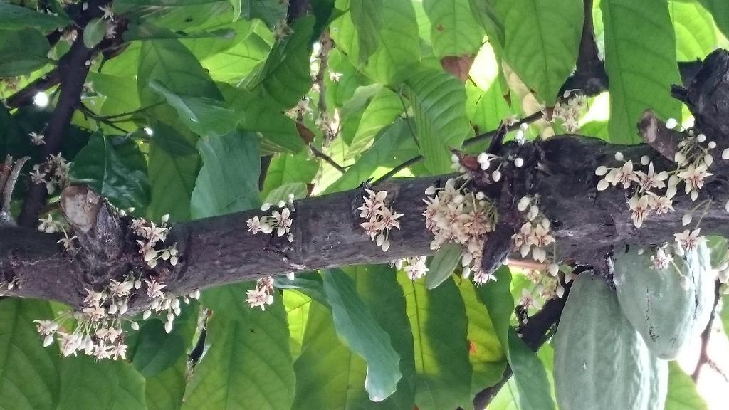 Pousada Cheiro De Cacau Porto Seguro Esterno foto